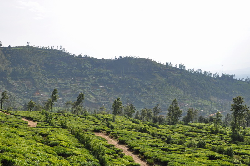 Sri Lanka, Tea plantations